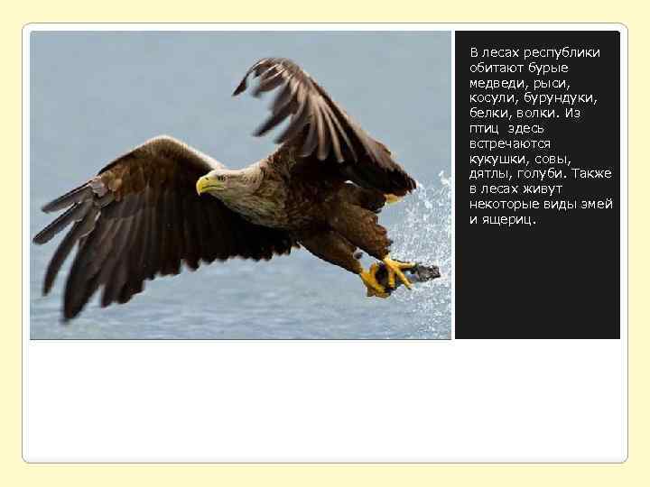 В лесах республики обитают бурые медведи, рыси, косули, бурундуки, белки, волки. Из птиц здесь