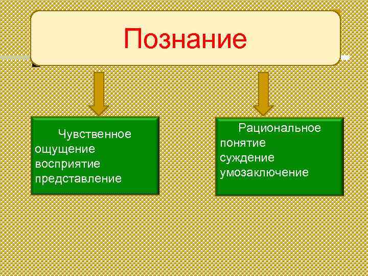 Познание Чувственное ощущение восприятие представление Рациональное понятие суждение умозаключение 