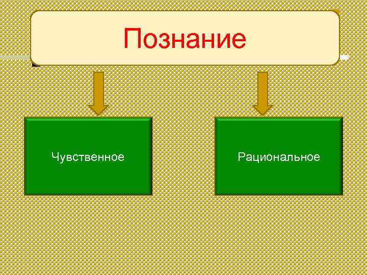 Познание Чувственное Рациональное 