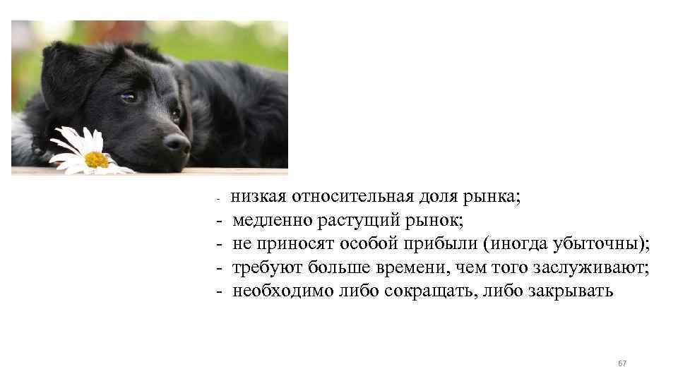  низкая относительная доля рынка; медленно растущий рынок; не приносят особой прибыли (иногда убыточны);