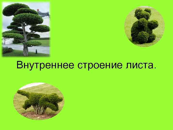 Внутреннее строение листа. 