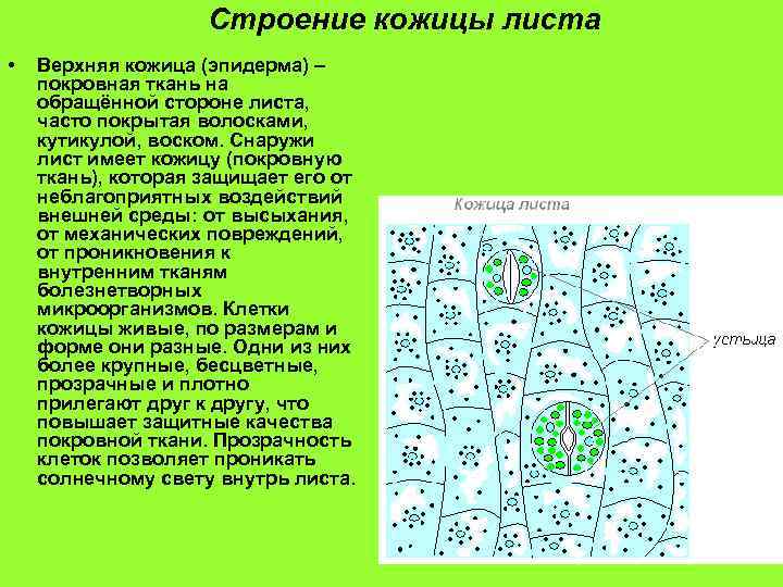 Кожица это. Клетки кожицы листа строение функции. Строение кожицы листа. Строение эпидермиса листа. Строение клетки кожицы листа.