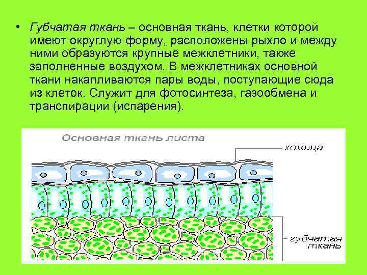 Клетки находятся в дистиллированной воде. Особенности строения губчатой ткани. Губчатая и столбчатая ткань функции. Столбчатая ткань листа ткань. Столбчатая ткань и губчатая ткань листа-.