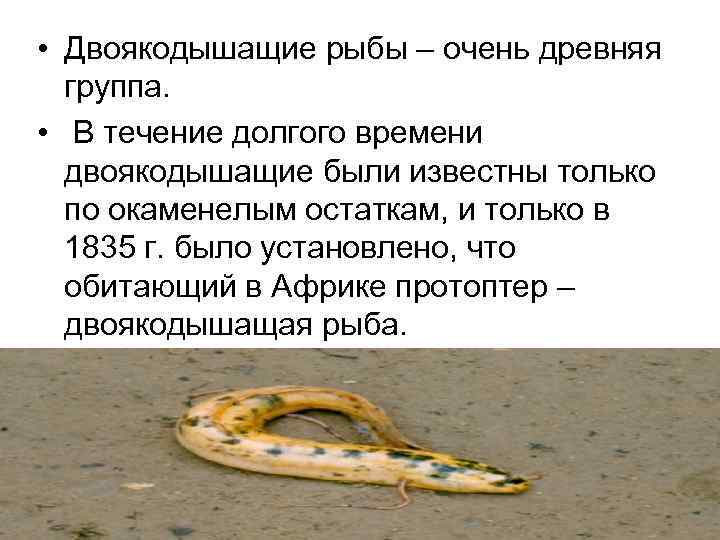  • Двоякодышащие рыбы – очень древняя группа. • В течение долгого времени двоякодышащие