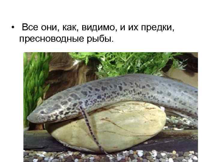  • Все они, как, видимо, и их предки, пресноводные рыбы. 