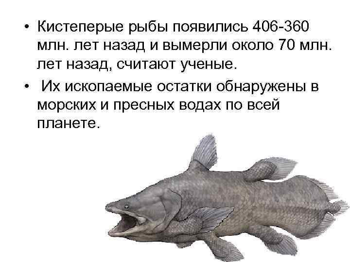  • Кистеперые рыбы появились 406 -360 млн. лет назад и вымерли около 70
