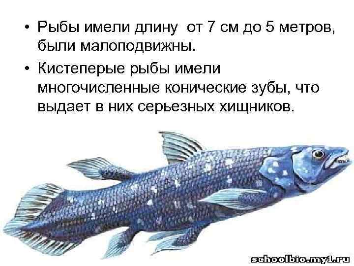  • Рыбы имели длину от 7 см до 5 метров, были малоподвижны. •