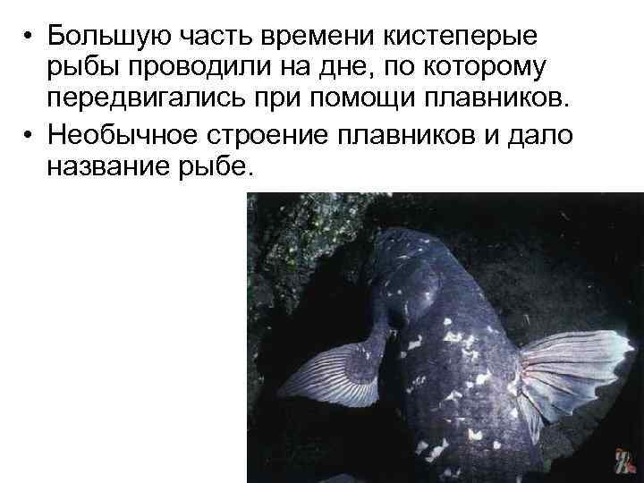  • Большую часть времени кистеперые рыбы проводили на дне, по которому передвигались при