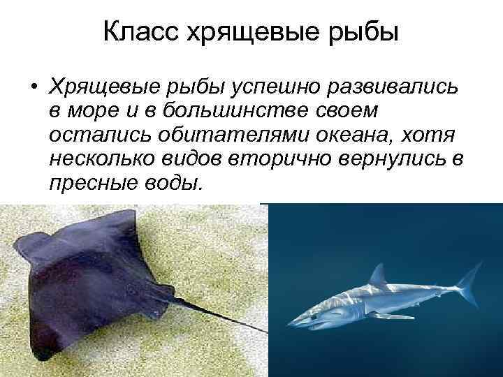 Класс хрящевые рыбы 7 класс