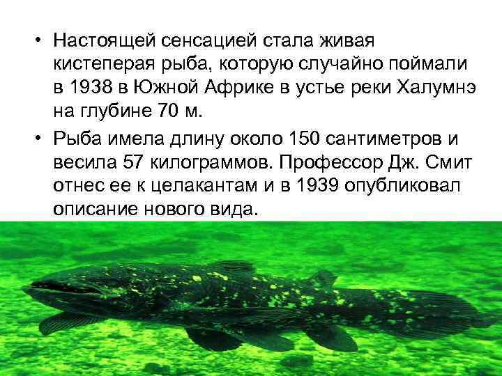  • Настоящей сенсацией стала живая кистеперая рыба, которую случайно поймали в 1938 в
