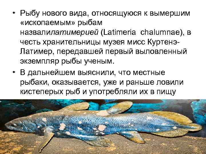  • Рыбу нового вида, относящуюся к вымершим «ископаемым» рыбам назвалилатимерией (Latimeria chalumnae), в