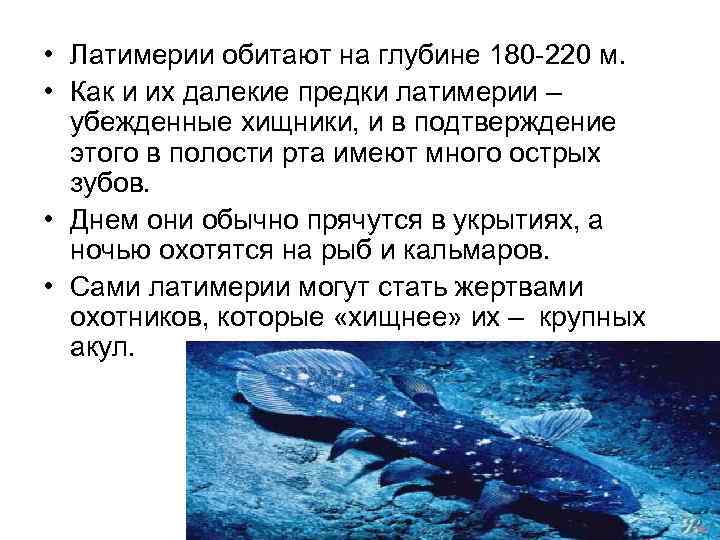  • Латимерии обитают на глубине 180 -220 м. • Как и их далекие
