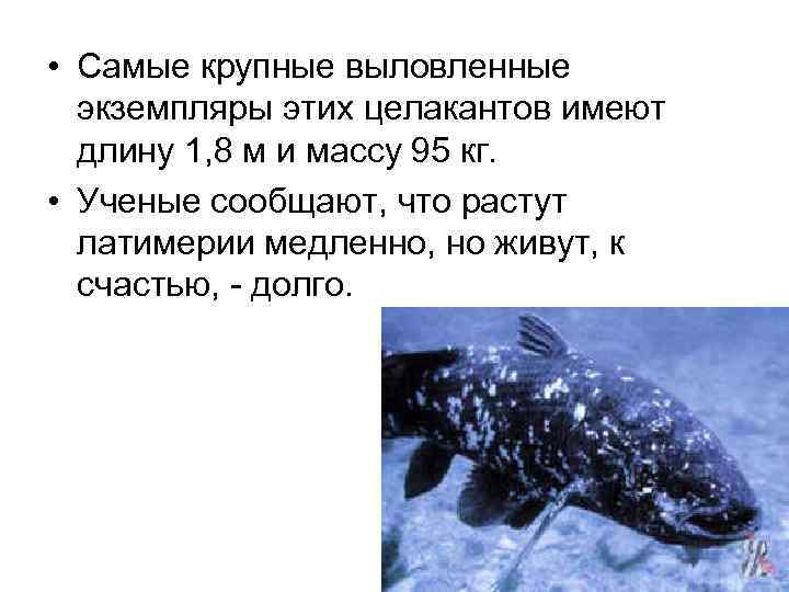  • Самые крупные выловленные экземпляры этих целакантов имеют длину 1, 8 м и