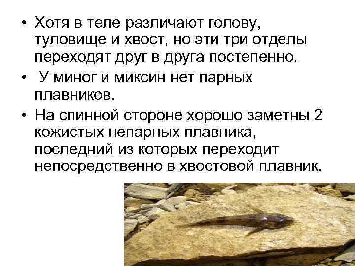  • Хотя в теле различают голову, туловище и хвост, но эти три отделы