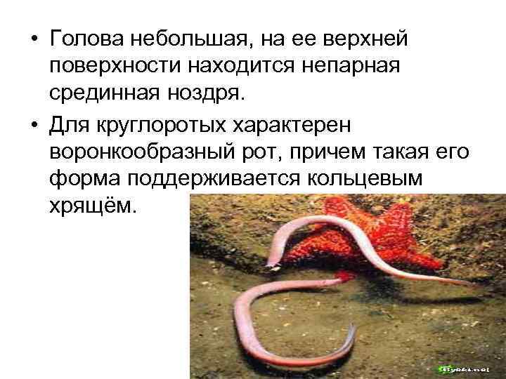  • Голова небольшая, на ее верхней поверхности находится непарная срединная ноздря. • Для