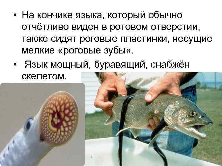  • На кончике языка, который обычно отчётливо виден в ротовом отверстии, также сидят