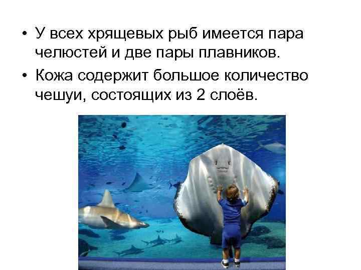  • У всех хрящевых рыб имеется пара челюстей и две пары плавников. •