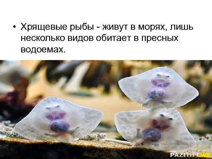  • Хрящевые рыбы - живут в морях, лишь несколько видов обитает в пресных