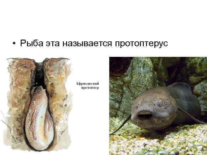  • Рыба эта называется протоптерус 