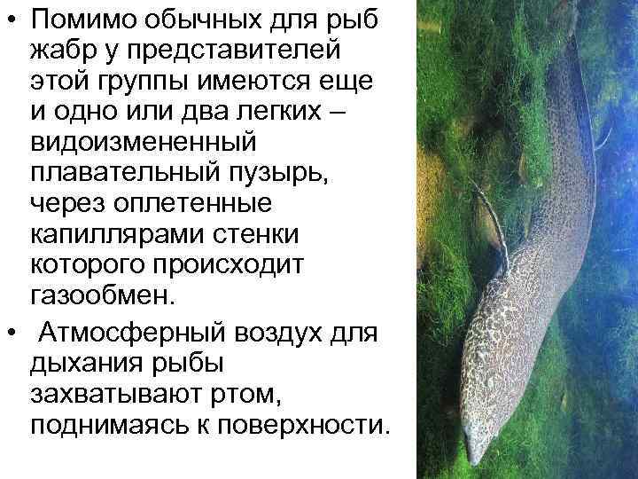  • Помимо обычных для рыб жабр у представителей этой группы имеются еще и