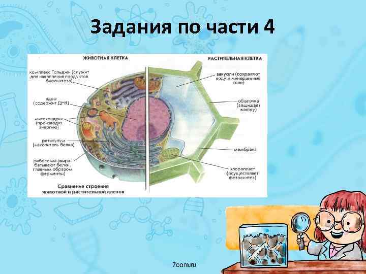 Задания по части 4 