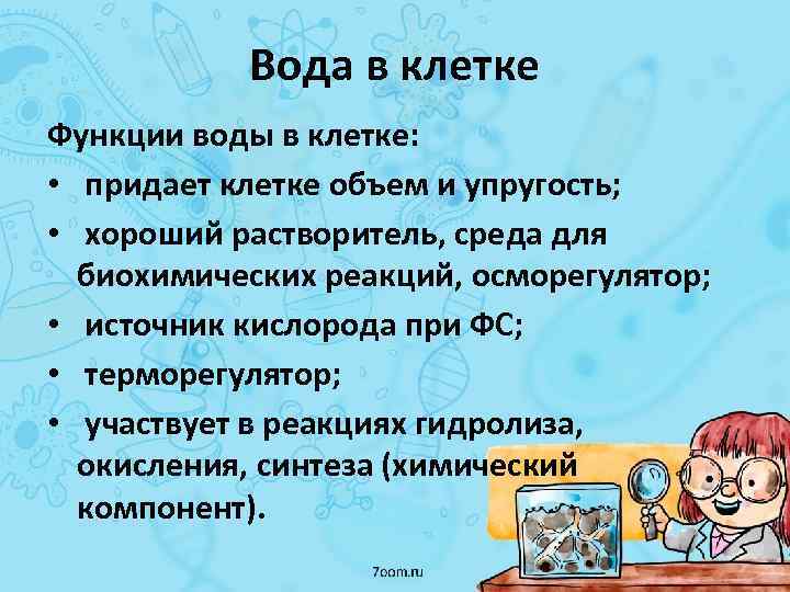 Вода в клетке Функции воды в клетке: • придает клетке объем и упругость; •