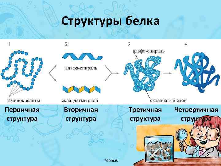 Белок егэ. Четвертичная структура белков таблица. Четвертичная структура белка формула. Третичная структура белка ЕГЭ.