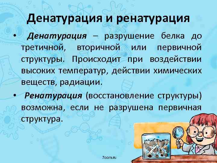 Денатурация и ренатурация Денатурация – разрушение белка до третичной, вторичной или первичной структуры. Происходит