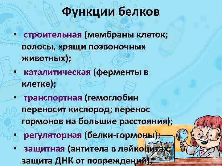 Функции белков • строительная (мембраны клеток; волосы, хрящи позвоночных животных); • каталитическая (ферменты в