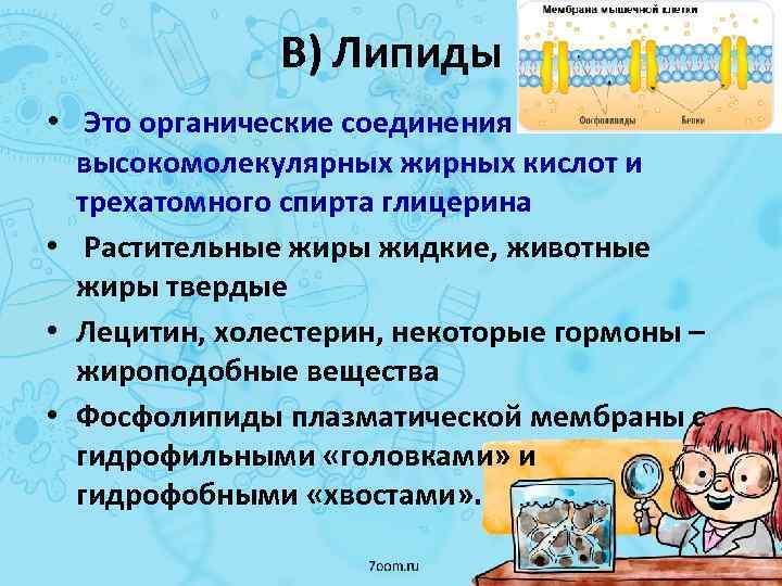 В) Липиды • Это органические соединения высокомолекулярных жирных кислот и трехатомного спирта глицерина •