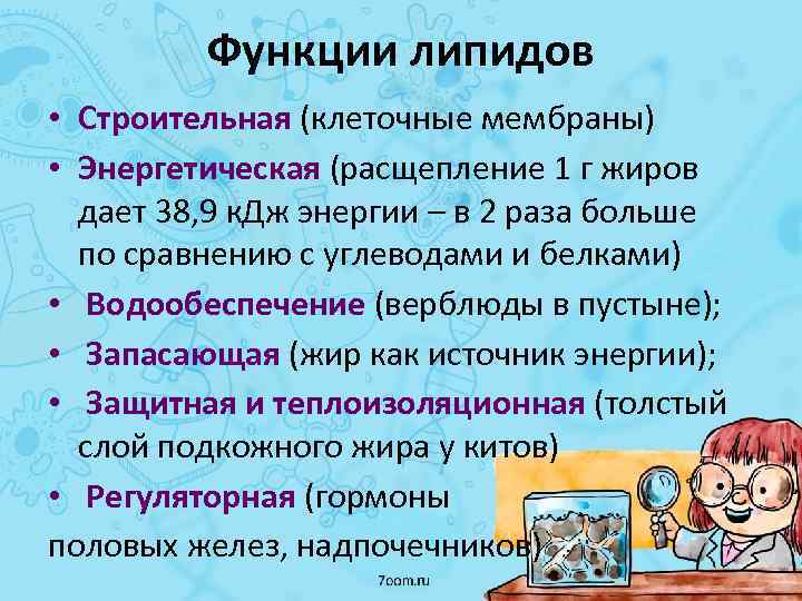 Функции липидов • Строительная (клеточные мембраны) • Энергетическая (расщепление 1 г жиров дает 38,