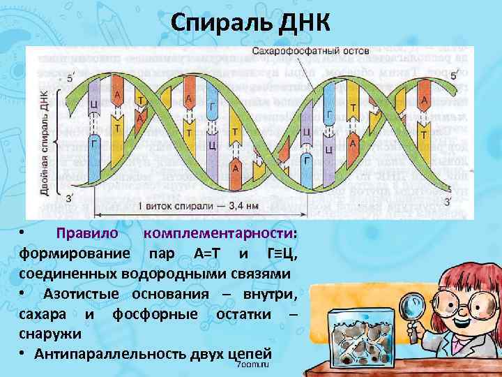 Нарисовать цепь днк