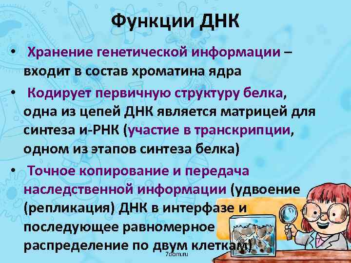 Функции ДНК • Хранение генетической информации – входит в состав хроматина ядра • Кодирует
