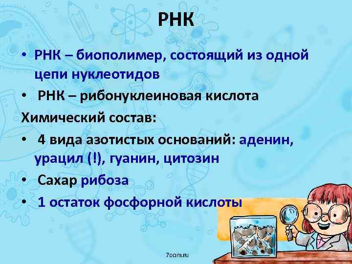 РНК • РНК – биополимер, состоящий из одной цепи нуклеотидов • РНК – рибонуклеиновая