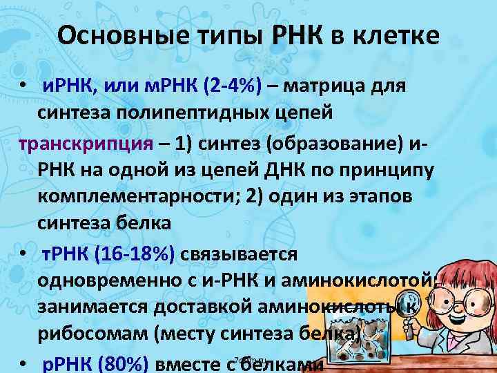 Основные типы РНК в клетке • и. РНК, или м. РНК (2 -4%) –