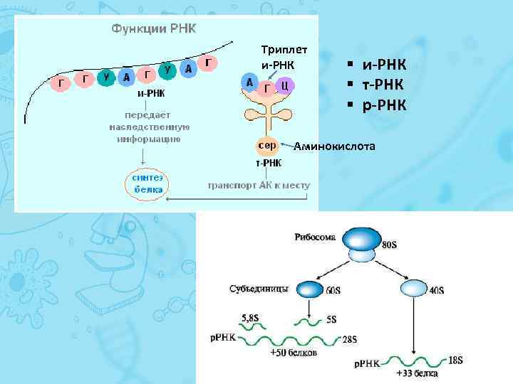 Триплет и-РНК т-РНК р-РНК Аминокислота 