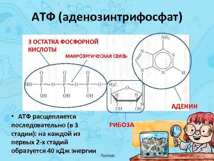 АТФ (аденозинтрифосфат) 3 ОСТАТКА ФОСФОРНОЙ КИСЛОТЫ МАКРОЭРГИЧЕСКАЯ СВЯЗЬ АДЕНИН • АТФ расщепляется последовательно (в
