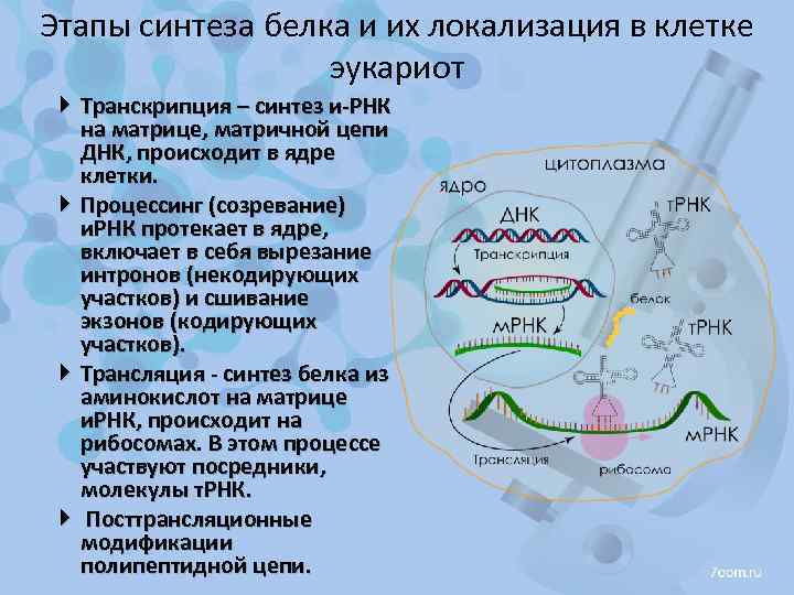 Этапы синтеза белка и их локализация в клетке эукариот Транскрипция – синтез и-РНК на