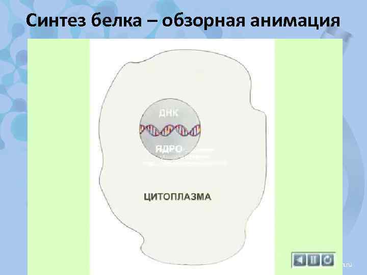 Синтез белка – обзорная анимация 