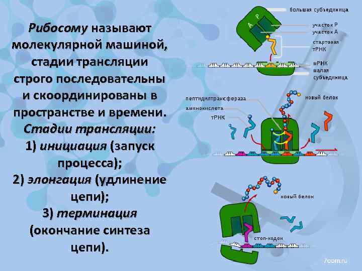 Рибосому называют молекулярной машиной, стадии трансляции строго последовательны и скоординированы в пространстве и времени.