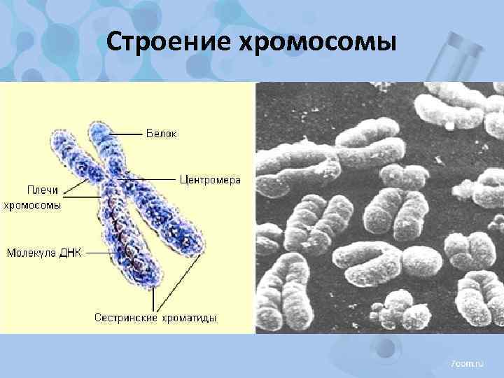 Строение хромосомы 
