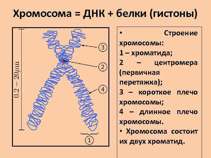 Хромосома = ДНК + белки (гистоны) • Строение хромосомы: 1 – хроматида; 2 –