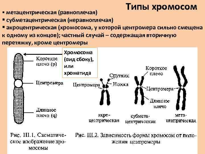 § метацентрическая (равноплечая) Типы хромосом § субметацентрическая (неравноплечая) § акроцентрическая (хромосома, у которой центромера