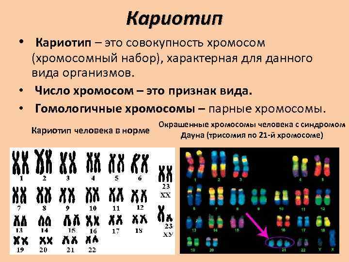 Кариотип • Кариотип – это совокупность хромосом (хромосомный набор), характерная для данного вида организмов.