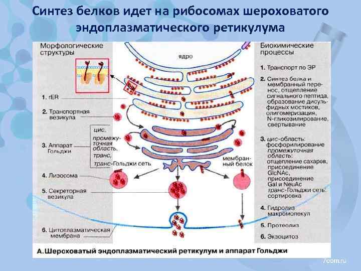 Синтез белков идет на рибосомах шероховатого эндоплазматического ретикулума 