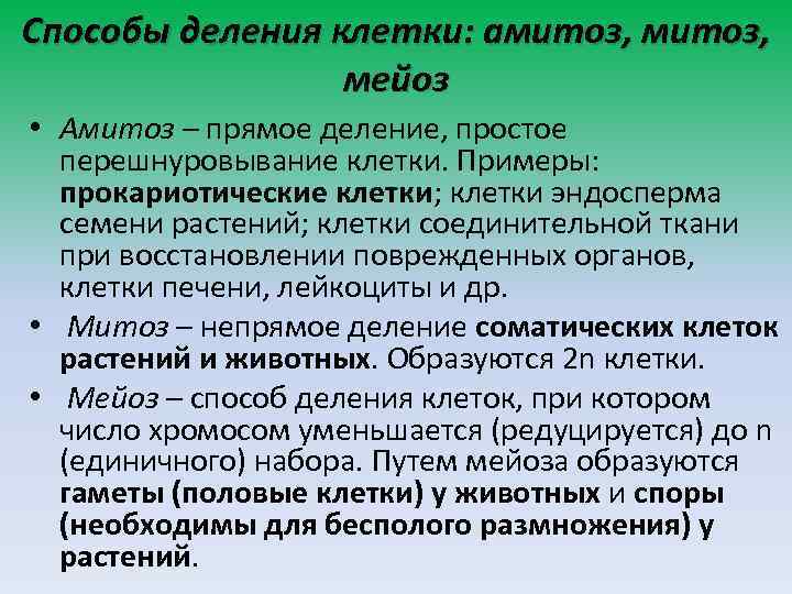 Способы деления клетки: амитоз, мейоз • Амитоз – прямое деление, простое перешнуровывание клетки. Примеры:
