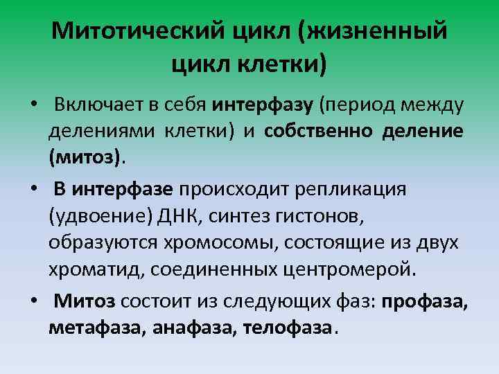 Митотический цикл (жизненный цикл клетки) • Включает в себя интерфазу (период между делениями клетки)