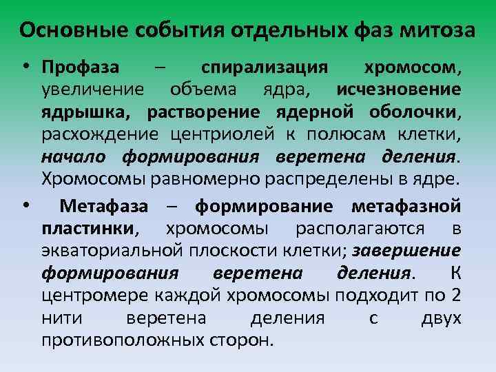 Основные события отдельных фаз митоза • Профаза – спирализация хромосом, увеличение объема ядра, исчезновение
