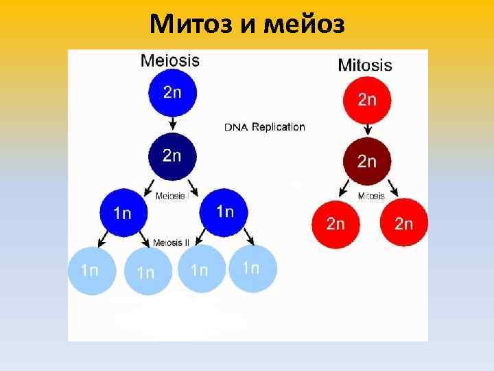 Митоз и мейоз 