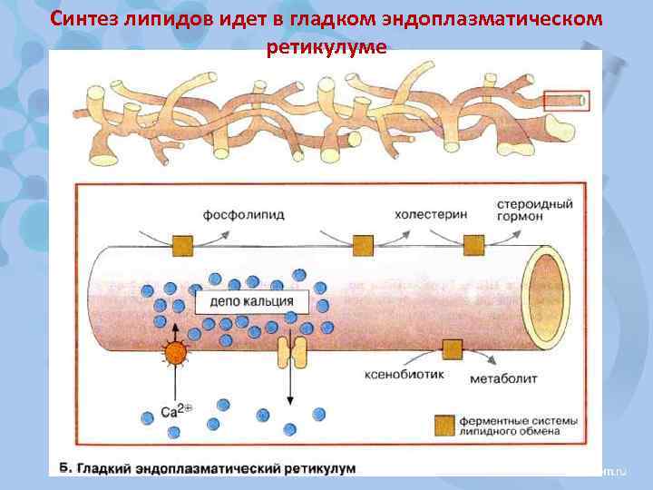 Синтез липидов идет в гладком эндоплазматическом ретикулуме 